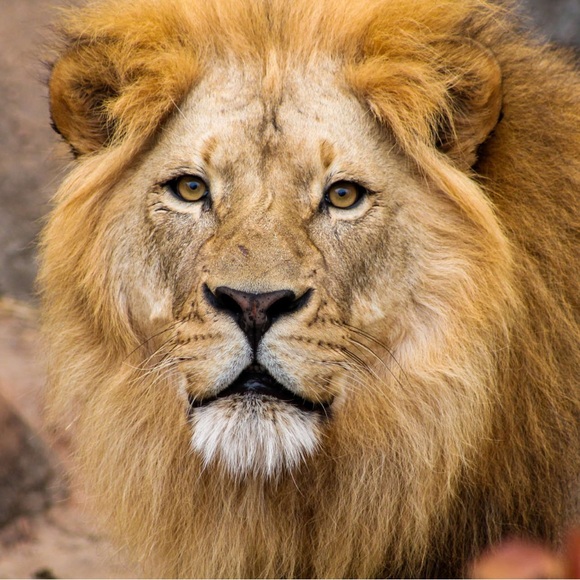 $3-$15 Dollar Start for Live Show Only - Picture 4 of 5